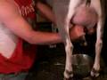 TCF - Milking a goat