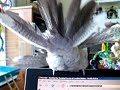 Crazy Cockatiel!!!
