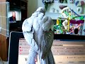 Crazy Cockatiel!!! Crazy Cockatiel!!!