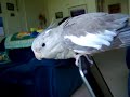Crazy Cockatiel!!! - Thumb #3