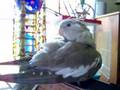 Crazy Cockatiel!!!