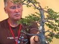 Walter Pall bonsai demo: Carpinus orientalis - part 3/4