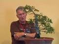 Walter Pall bonsai demo: Carpinus orientalis - part 3/4