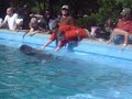 cool dolphins ( its really funny to) cool dolphins ( its really funny to)