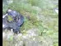 Video from My Phone (0717081930.3g2)