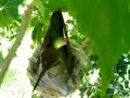 Humming bird nest March 28 2007