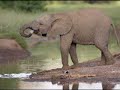The Clement zoo celebrates it's 125th anniversary.