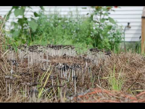 kvertrees - The mushrooms have continued to spread over the mulch hay during the weeks heavy rains. As the sun burns away the morning clouds the fragile forest collapses...