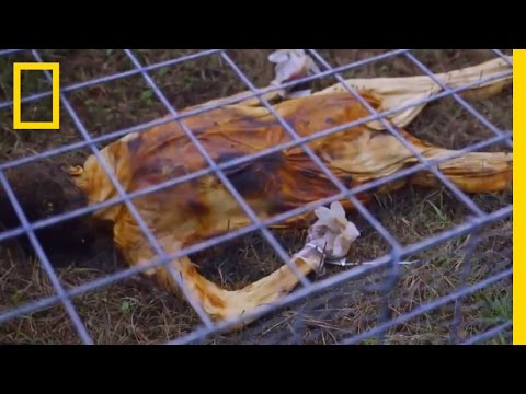 Welcome to the Body Farm | Explorer