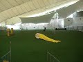 Schipperke agility