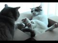 Male cat showing off his dominance