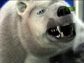 Untamed and Uncut - Polar Bear Zoo Attack Untamed and Uncut - Polar Bear Zoo Attack