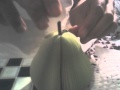 (uploaded by Tiguh)&nbsp;Unique Creative Pear Shaped Memo Pad - Small (Abou