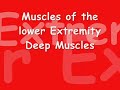 muscles of the lower extremity