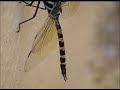 Beauty of Dragon fly In Closeup Video by Shirishkumar Patil Beauty of Dragon fly In Closeup Video by Shirishkumar Patil