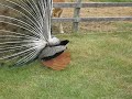 Peacocks are intimidating!!!!!!!!