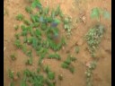 Red-and-green Macaws and Cobalt-winged Parakeets (I think)