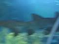 Acuario-PetroScience