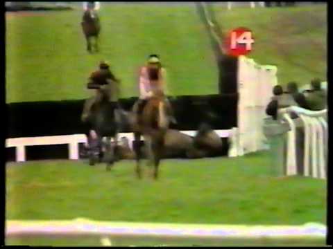 horse racing cheltenham