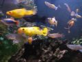 guppys, xifos y(alevines), betta 