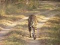 Bhaginalla Female on patrol at Pench National Park