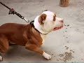 PITBULL ENTRENAMIENTO