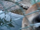 puma ronronando