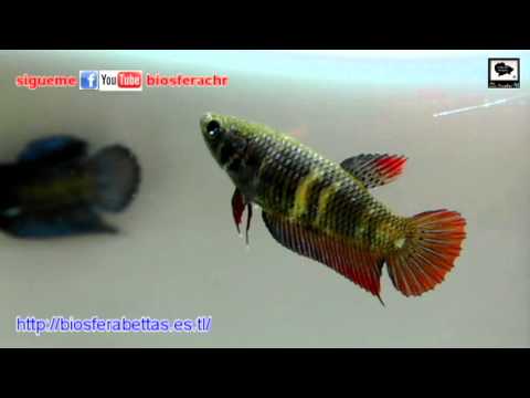 pk - Hembra Pk Multicolor (B1). criador Biosfera. Bettas Colección HINOJOSA.