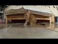 Dramatic Cats Chasing Laser