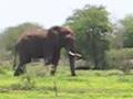 African Elephant in Kruger Park 2