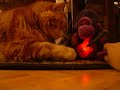 うたう猫動画