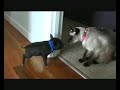 All videos: youtube.com I hope you enjoy it anyway. Thanks for watching. mini pig funny lol video