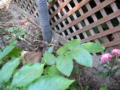 how to care for khaki campbell ducklings