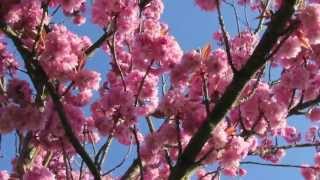 My 3 Spring Great Ideas. What's Yours?