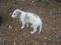 Borzoi video
