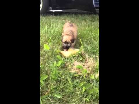 Wheaten puppies 08072013
