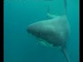 Savage Great White Shark Cage Dive