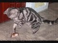 MADDOX - British Shorthair Black Silver Blotched Tabby MADDOX - British Shorthair Black Silver Blotched Tabby