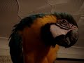 max blue and gold macaw max blue and gold macaw
