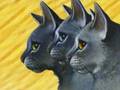 RE: Warrior Cat Contest