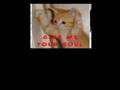 Evil kitties