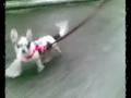 Daisy-Bounces