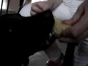 Dog eating corn from a cob
