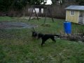 Olga och Arro busar i trädgården 20091212