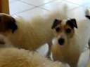 7 Jacks a Barking