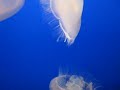 Jellyfish in Monterey Bay Aquarium