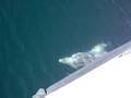 delfines x la ria ria de arosa