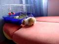 videos de stefek
