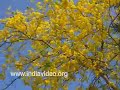 Kanikonna Vishu