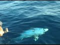 Big Game Fishing Croatia